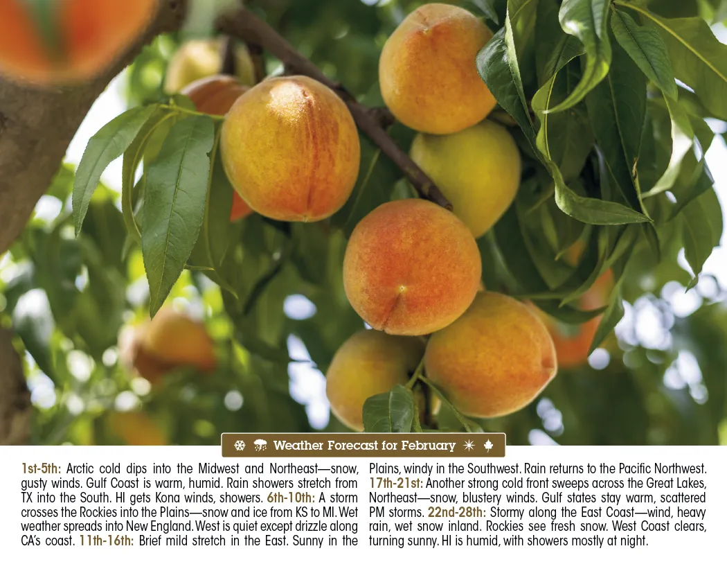 Scenic Almanac Calendar Weather FSC Gloss - 19 x 11 in - product view 5