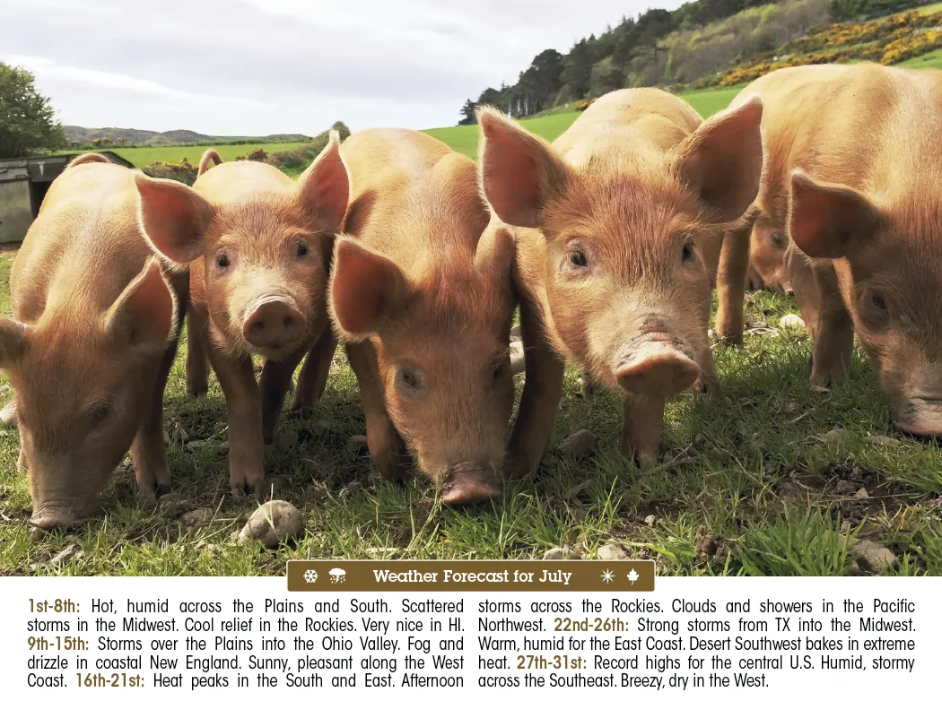 Scenic Almanac Calendar Weather FSC Gloss - 19 x 11 in - product view 10