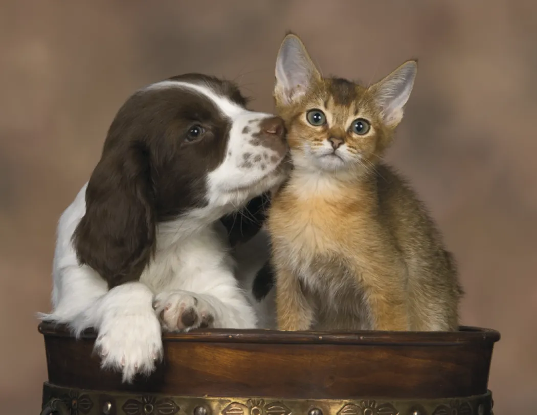 Puppies & Kittens Spiral Wall Calendar FSC Paper - 18.5 x 11 in - product view 5