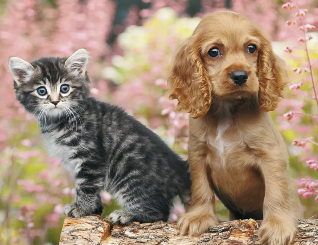 Puppies & Kittens Spiral Wall Calendar FSC Paper - 18.5 x 11 in - product view 7