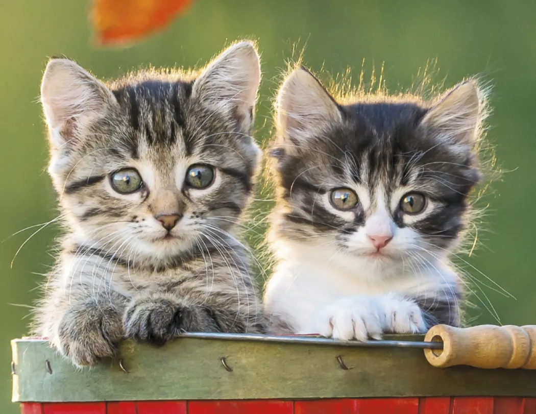 Puppies & Kittens Spiral Wall Calendar FSC Paper - 18.5 x 11 in - product view 13