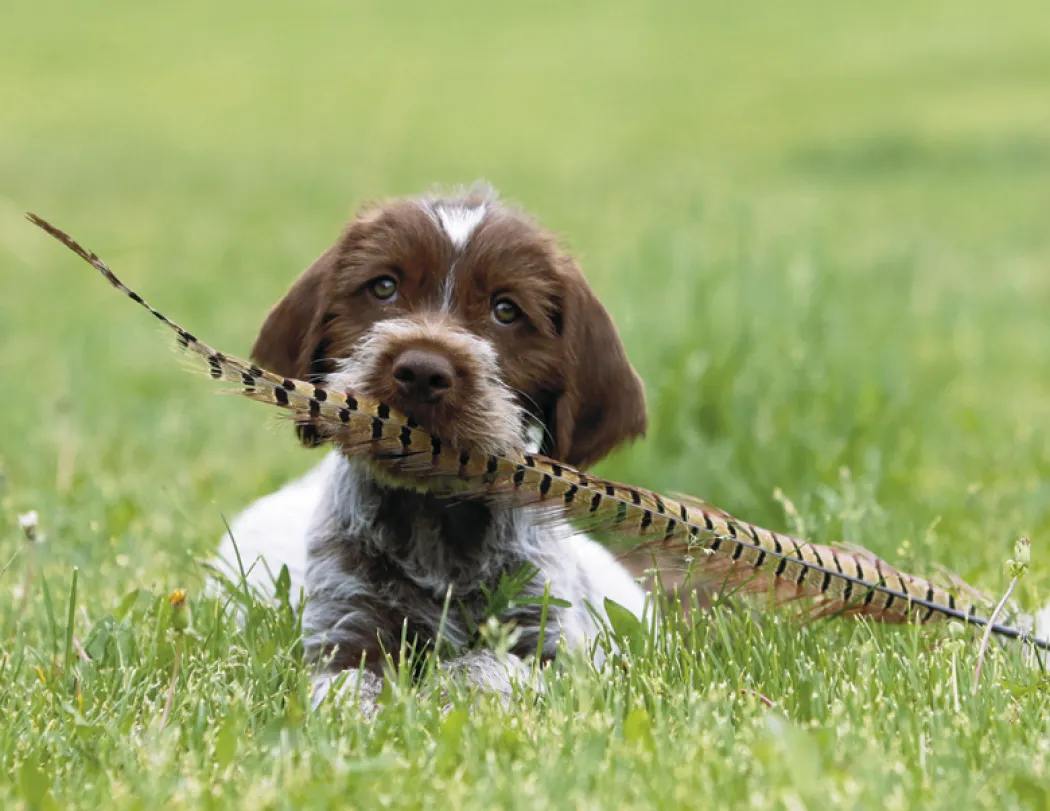 Puppies & Kittens Spiral Wall Calendar FSC Paper - 18.5 x 11 in - product view 14