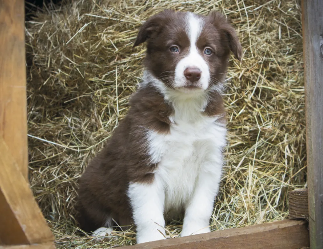 Puppies & Kittens Spiral Wall Calendar FSC Paper - 18.5 x 11 in - product view 16