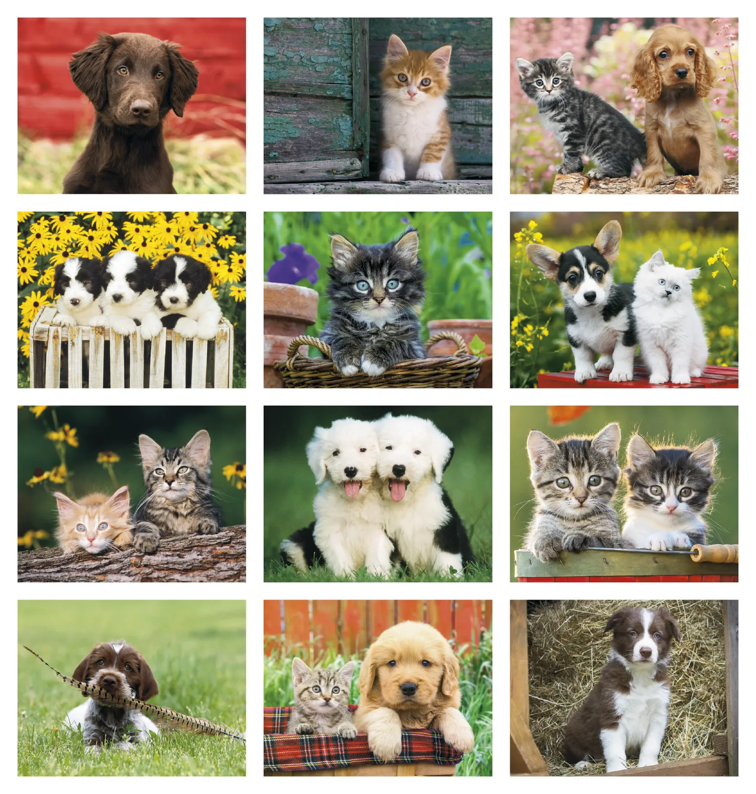 Puppies & Kittens Spiral Wall Calendar FSC Paper - 18.5 x 11 in - product view 18