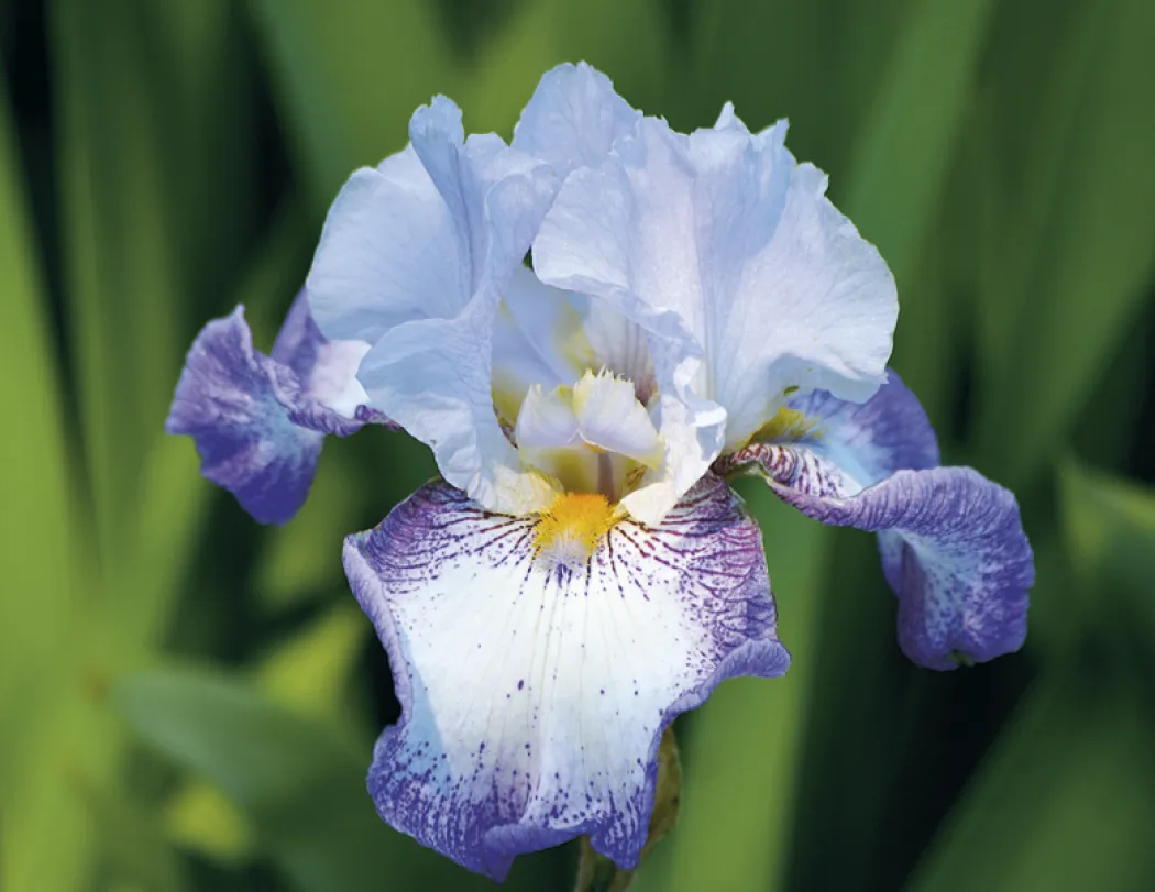 Flowers Spiral Wall Calendar FSC Paper - 18.5 x 11 in - product view 4