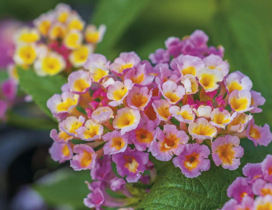 Flowers Spiral Wall Calendar FSC Paper - 18.5 x 11 in - product view 14