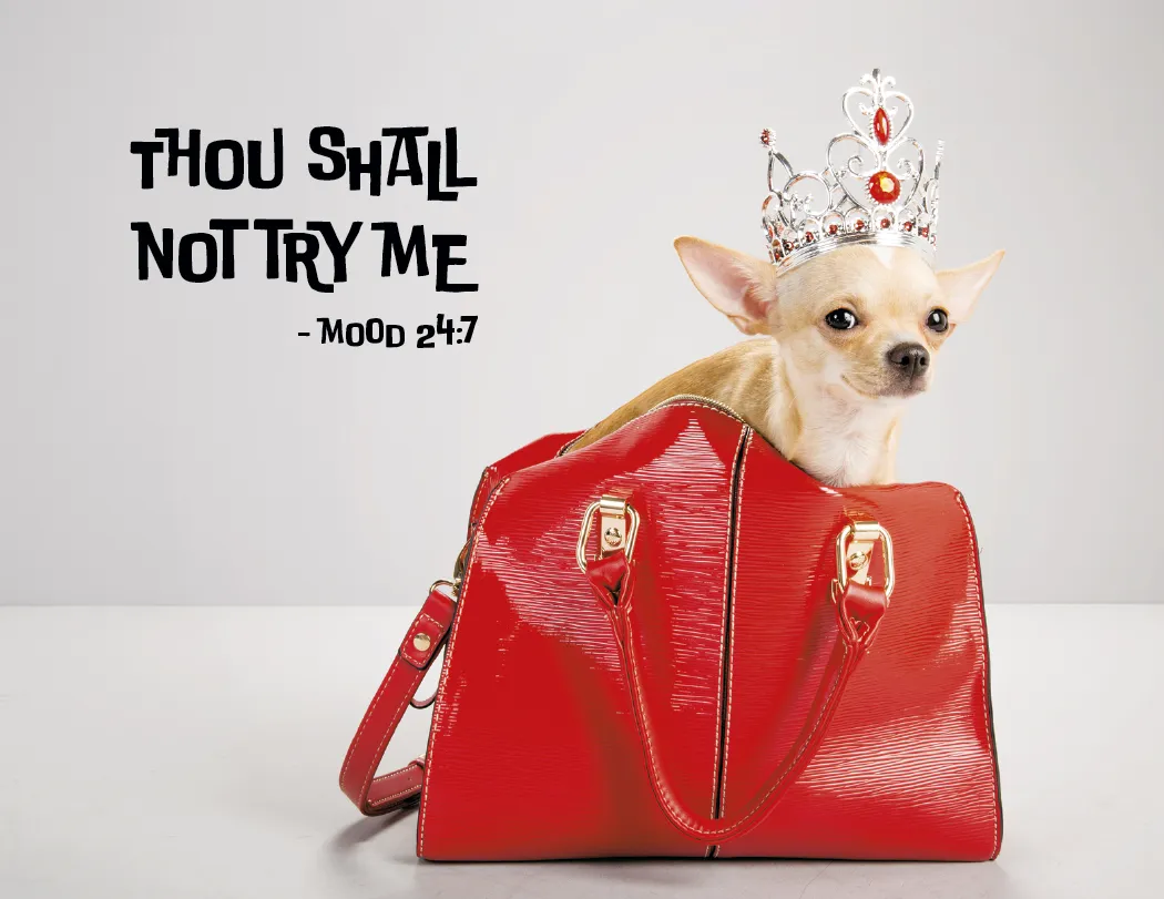 Pets with Attitude Spiral Wall Calendar FSC - 18.5 x 11 in - product view 7