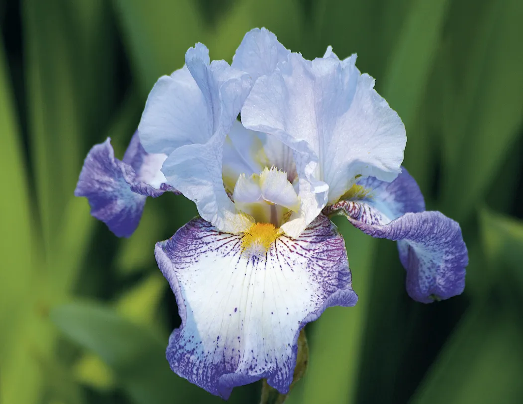 Flowers Wall Calendar Stapled FSC Paper - 19 x 11 in - product view 4