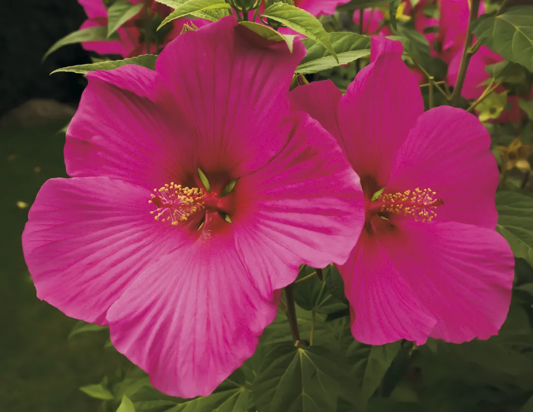 Flowers Wall Calendar Stapled FSC Paper - 19 x 11 in - product view 7