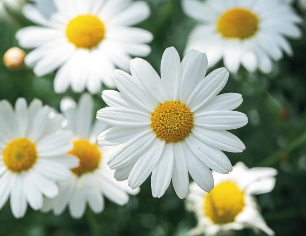 Flowers Wall Calendar Stapled FSC Paper - 19 x 11 in - product view 8