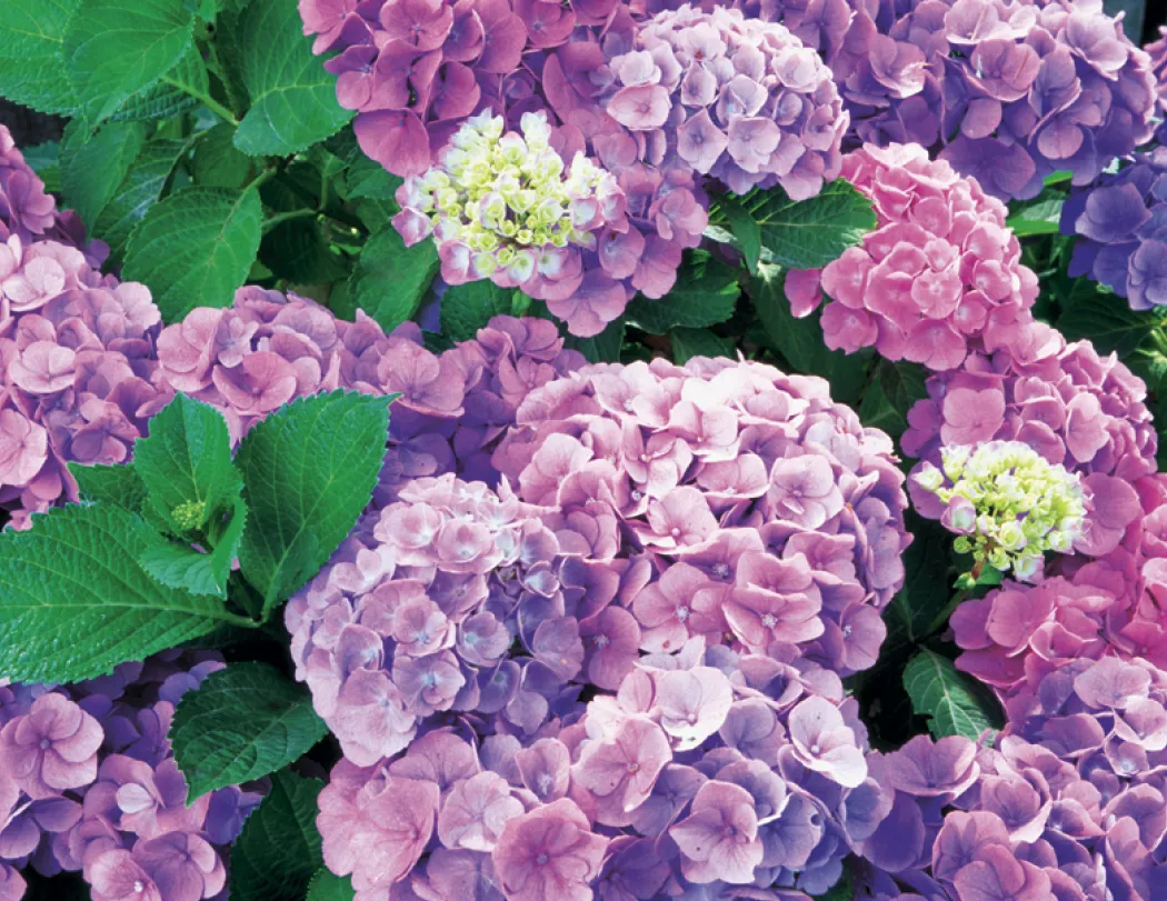 Flowers Wall Calendar Stapled FSC Paper - 19 x 11 in - product view 10