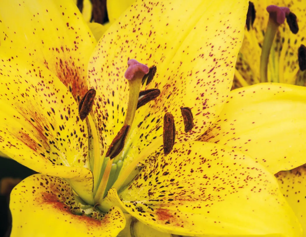 Flowers Wall Calendar Stapled FSC Paper - 19 x 11 in - product view 11