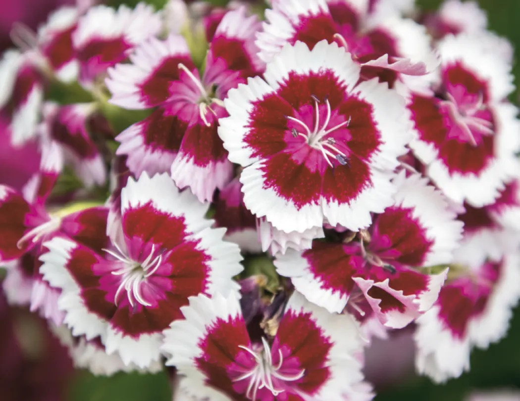 Flowers Wall Calendar Stapled FSC Paper - 19 x 11 in - product view 12