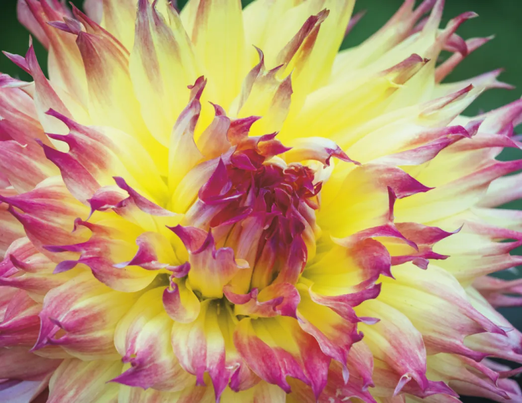 Flowers Wall Calendar Stapled FSC Paper - 19 x 11 in - product view 13