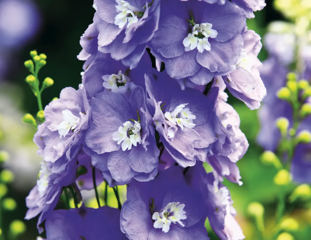 Flowers Wall Calendar Stapled FSC Paper - 19 x 11 in - product view 16