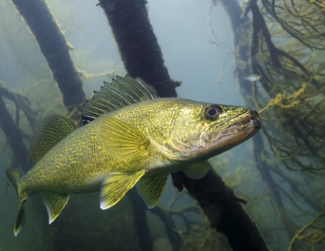 Fishing Wall Calendar Stapled FSC Paper - 19 x 11 in - product view 5