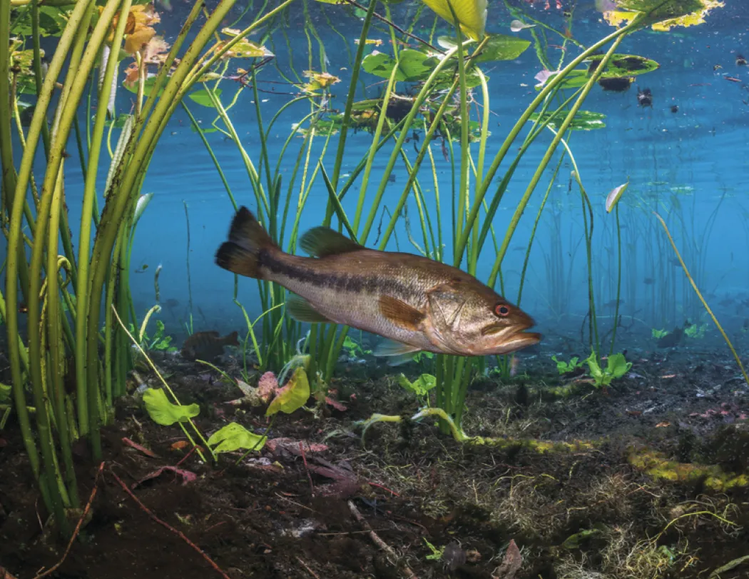 Fishing Wall Calendar Stapled FSC Paper - 19 x 11 in - product view 9