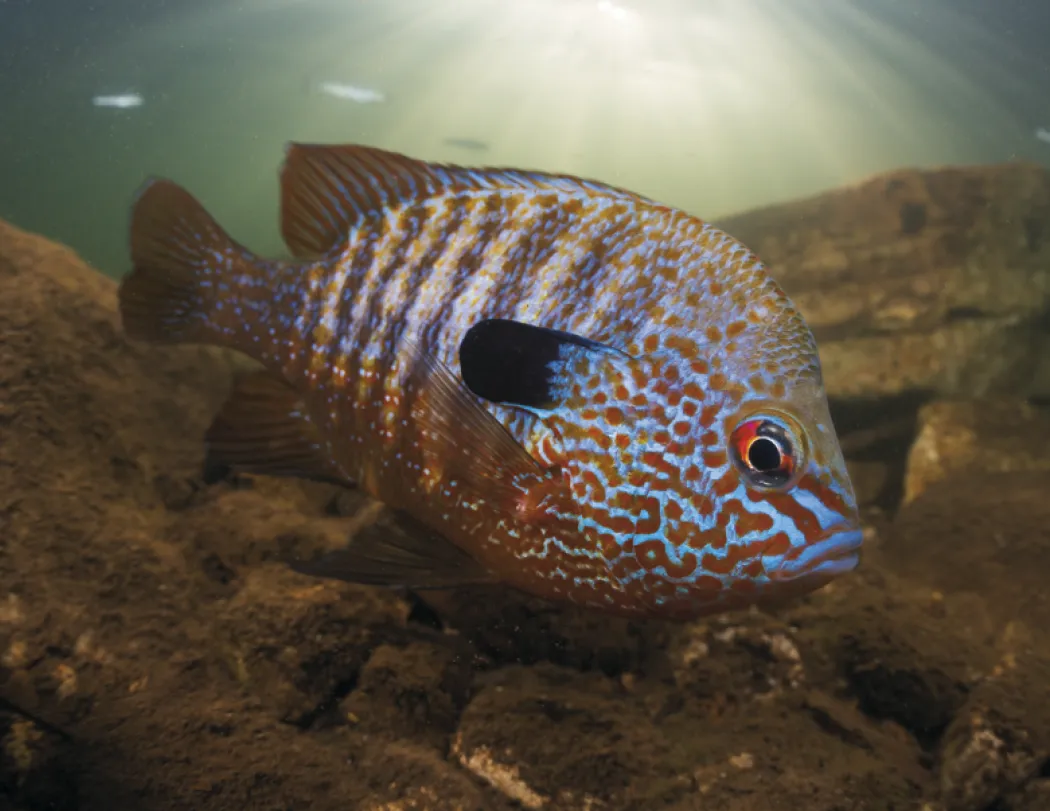 Fishing Wall Calendar Stapled FSC Paper - 19 x 11 in - product view 14