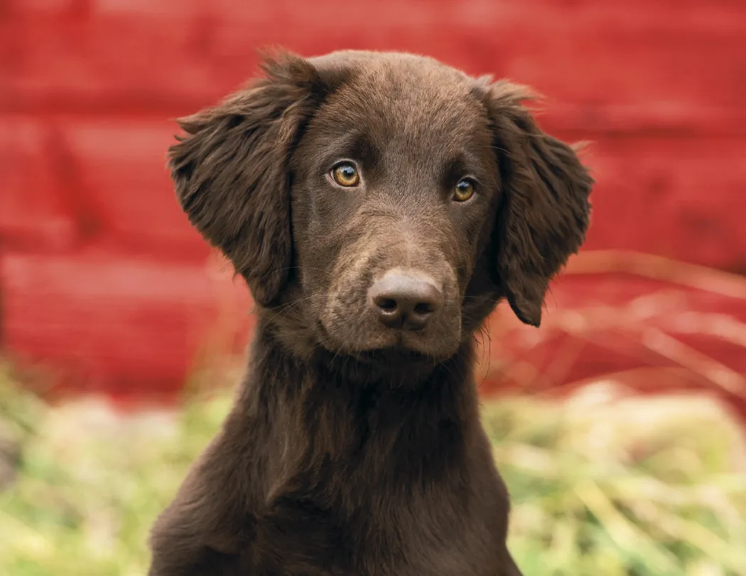 Puppies Kittens Window Calendar FSC Paper - 17.25 x 11 in - product view 4