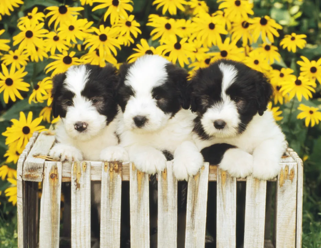 Puppies Kittens Window Calendar FSC Paper - 17.25 x 11 in - product view 8