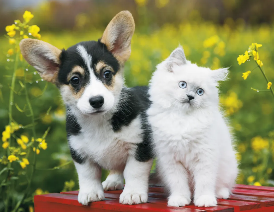 Puppies Kittens Window Calendar FSC Paper - 17.25 x 11 in - product view 10