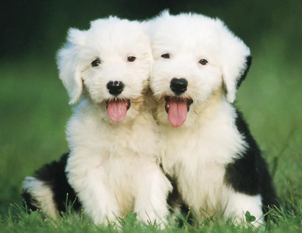 Puppies Kittens Window Calendar FSC Paper - 17.25 x 11 in - product view 12