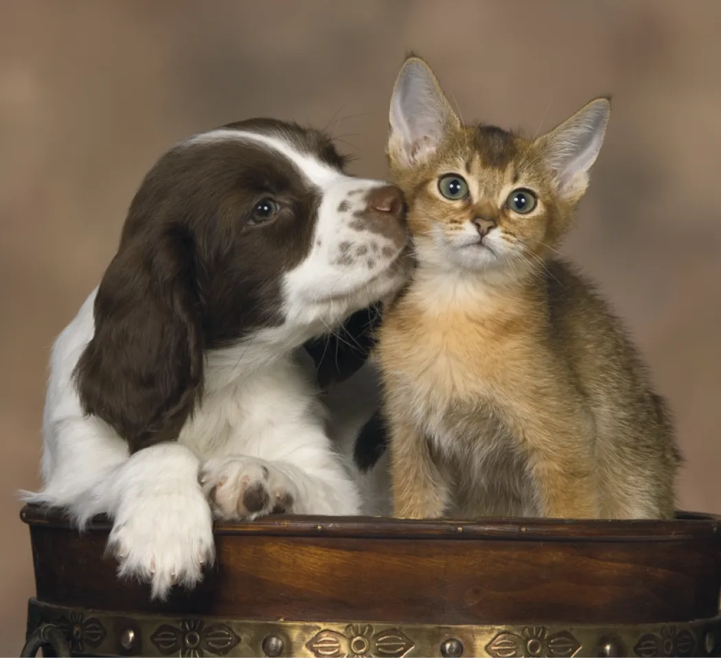 Puppies Kittens Mini Calendar FSC Gloss Paper - 12.125 x 5.75 in - product view 4