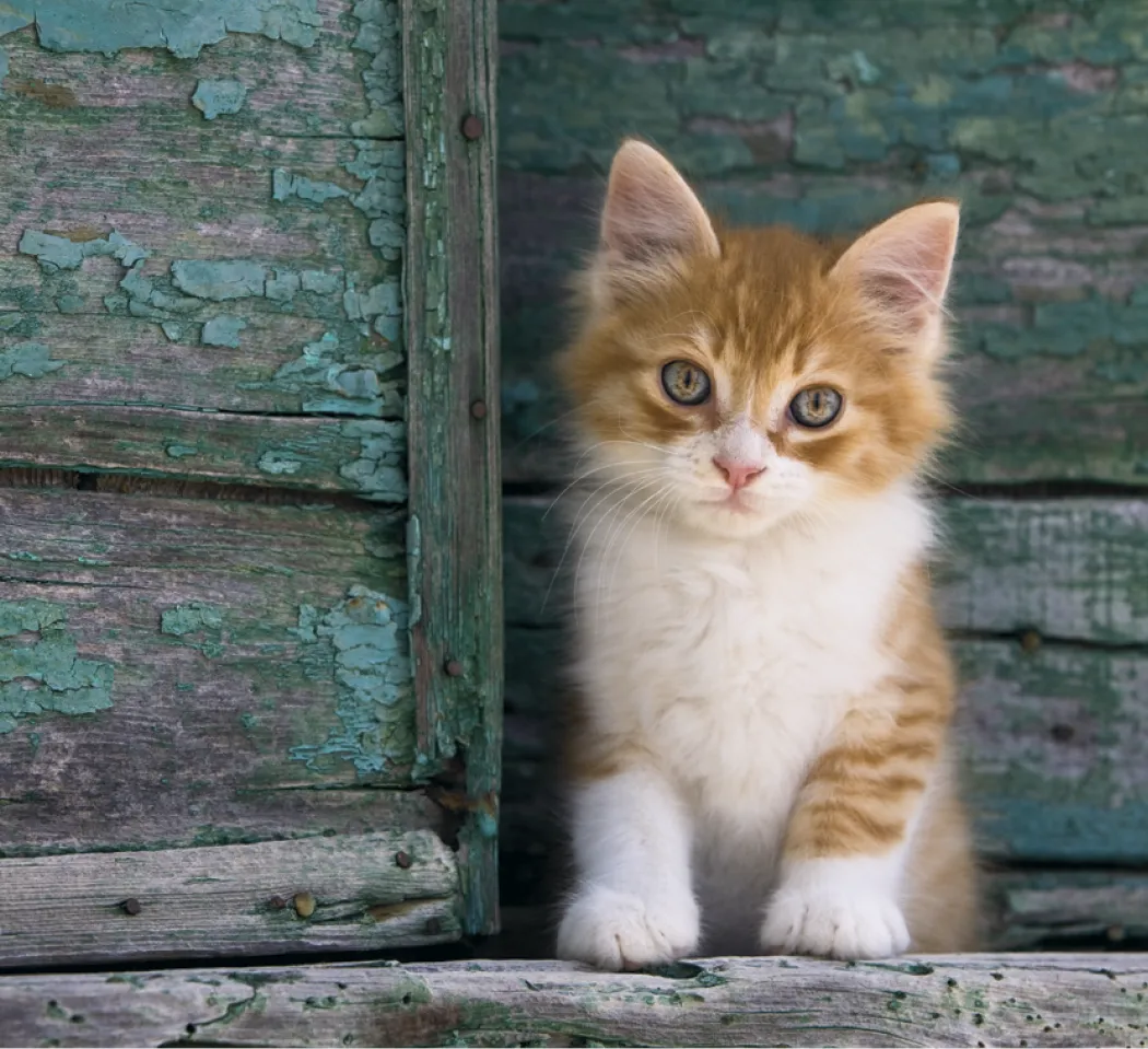 Puppies Kittens Mini Calendar FSC Gloss Paper - 12.125 x 5.75 in - product view 5