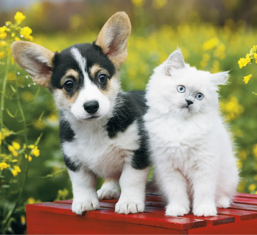 Puppies Kittens Mini Calendar FSC Gloss Paper - 12.125 x 5.75 in - product view 9