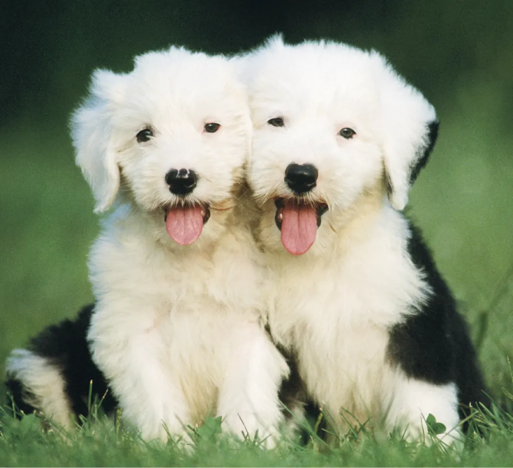 Puppies Kittens Mini Calendar FSC Gloss Paper - 12.125 x 5.75 in - product view 11