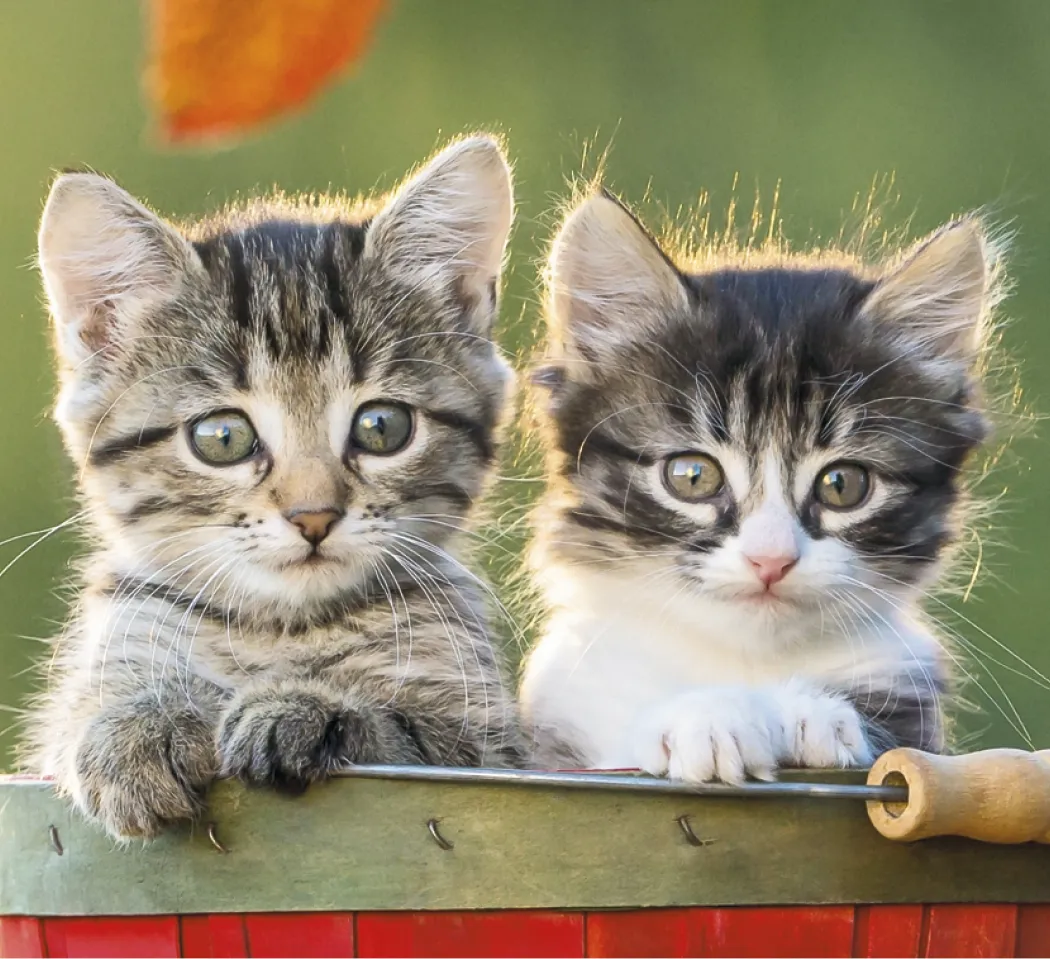 Puppies Kittens Mini Calendar FSC Gloss Paper - 12.125 x 5.75 in - product view 12