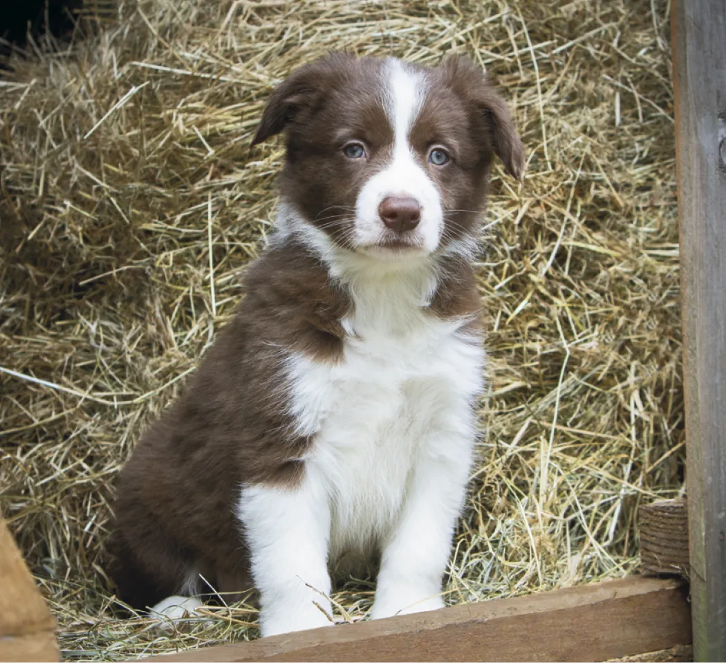 Puppies Kittens Mini Calendar FSC Gloss Paper - 12.125 x 5.75 in - product view 15