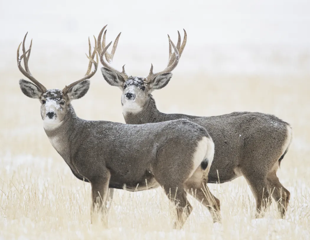 Wildlife Wall Calendar Stapled FSC Paper - 19 x 11 in - product view 5