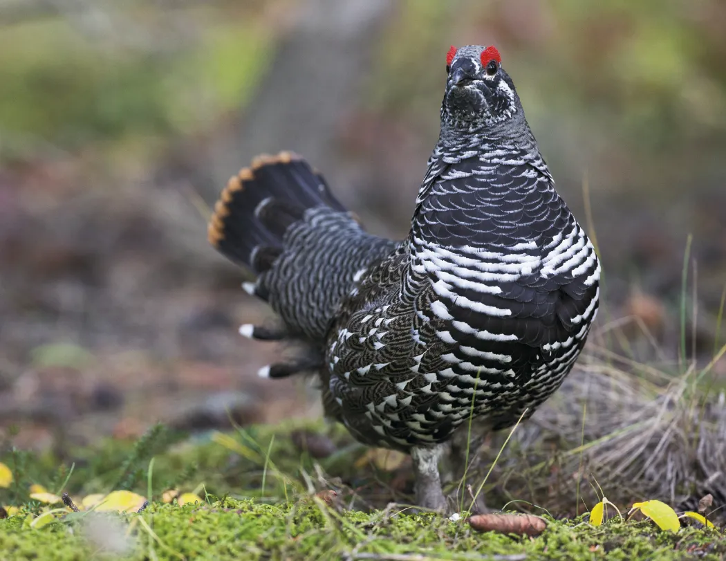 Wildlife Wall Calendar Stapled FSC Paper - 19 x 11 in - product view 7