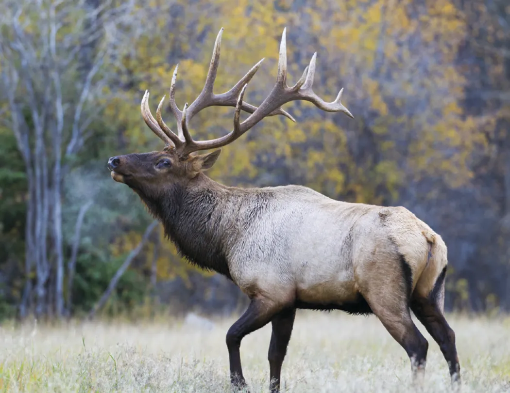 Wildlife Wall Calendar Stapled FSC Paper - 19 x 11 in - product view 9