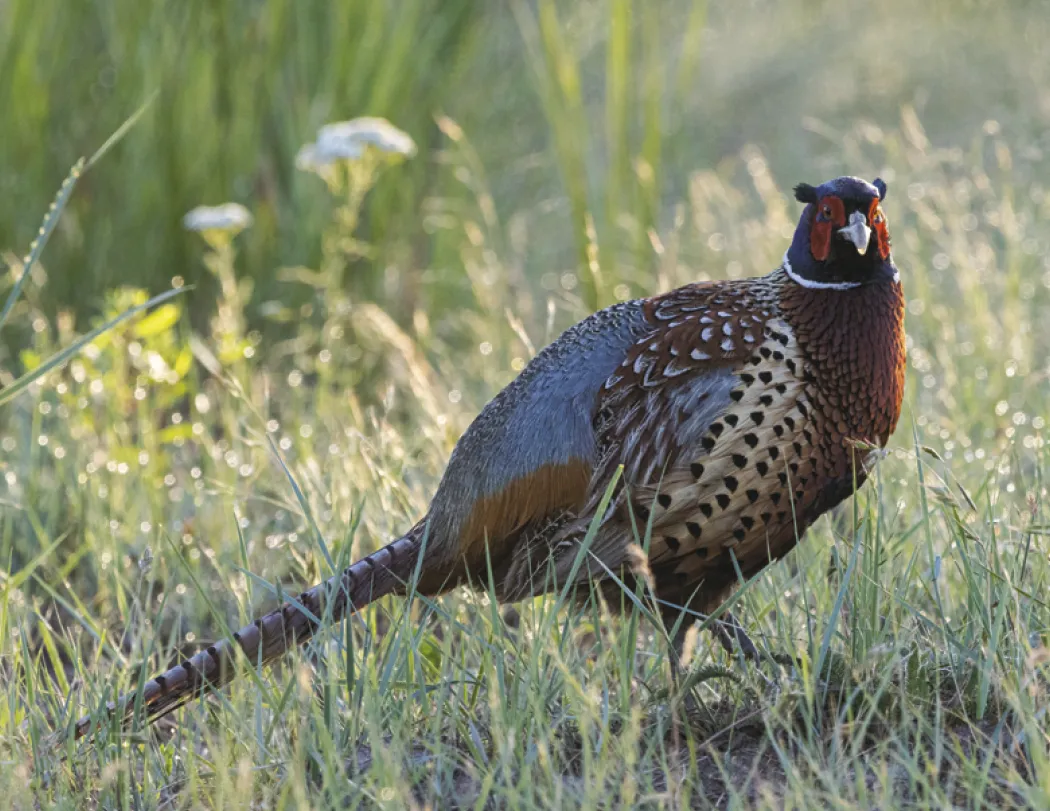 Wildlife Wall Calendar Stapled FSC Paper - 19 x 11 in - product view 10