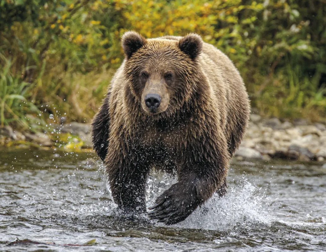 Wildlife Wall Calendar Stapled FSC Paper - 19 x 11 in - product view 11