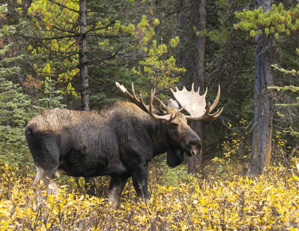 Wildlife Wall Calendar Stapled FSC Paper - 19 x 11 in - product view 12