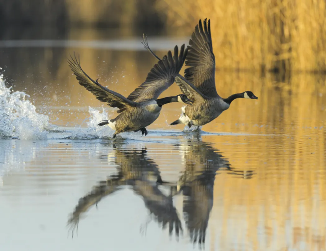 Wildlife Wall Calendar Stapled FSC Paper - 19 x 11 in - product view 13