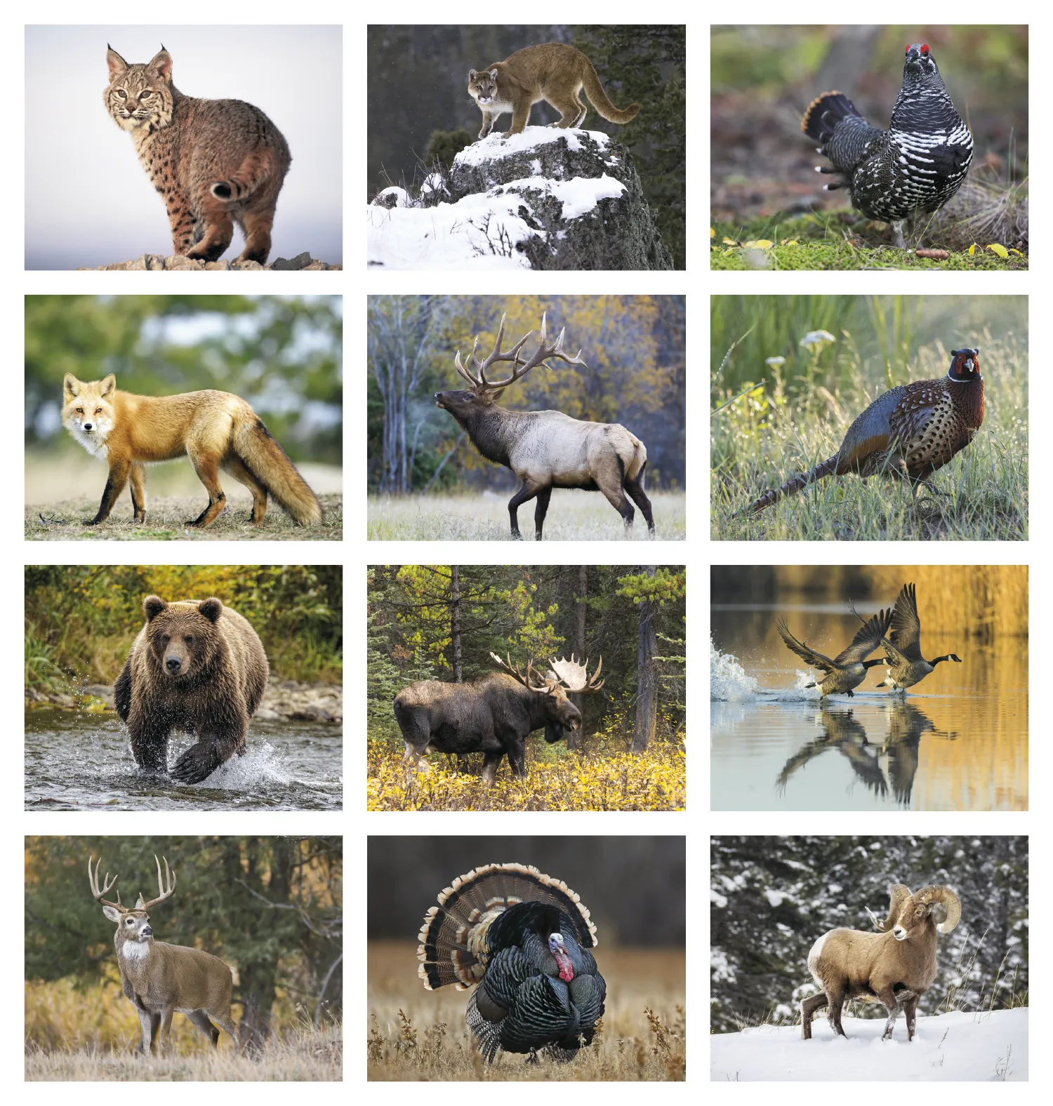 Wildlife Wall Calendar Stapled FSC Paper - 19 x 11 in - product view 18