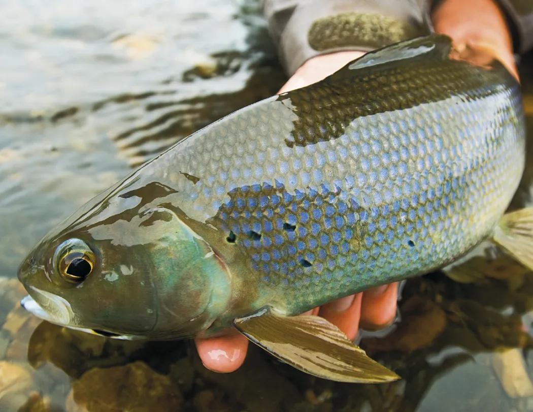 Fishing Guide Wall Calendar Activity Forecast - 19 x 11 in - product view 8