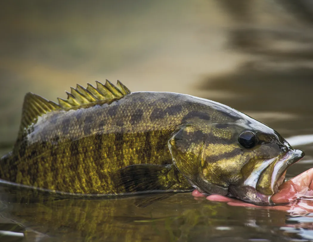 Fishing Guide Wall Calendar Activity Forecast - 19 x 11 in - product view 10