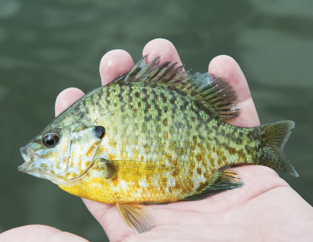 Fishing Guide Wall Calendar Activity Forecast - 19 x 11 in - product view 12