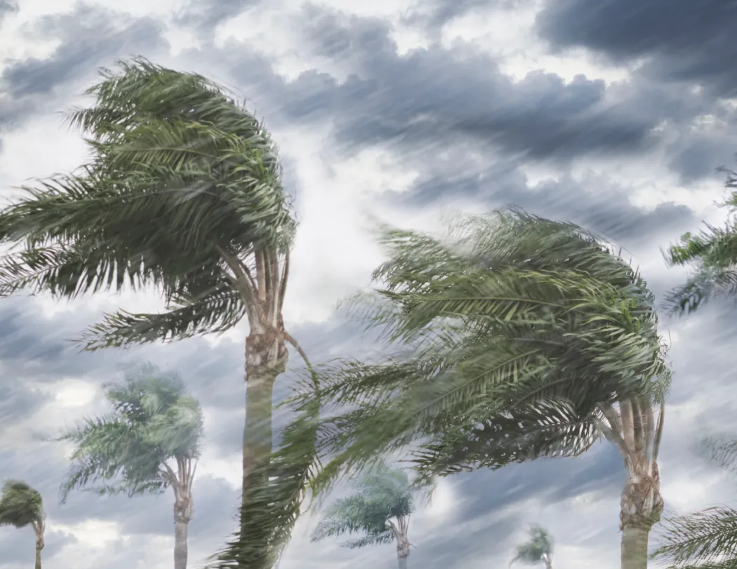 Weather Almanac Wall Calendar Phenomena FSC - 19 x 11 in - product view 6