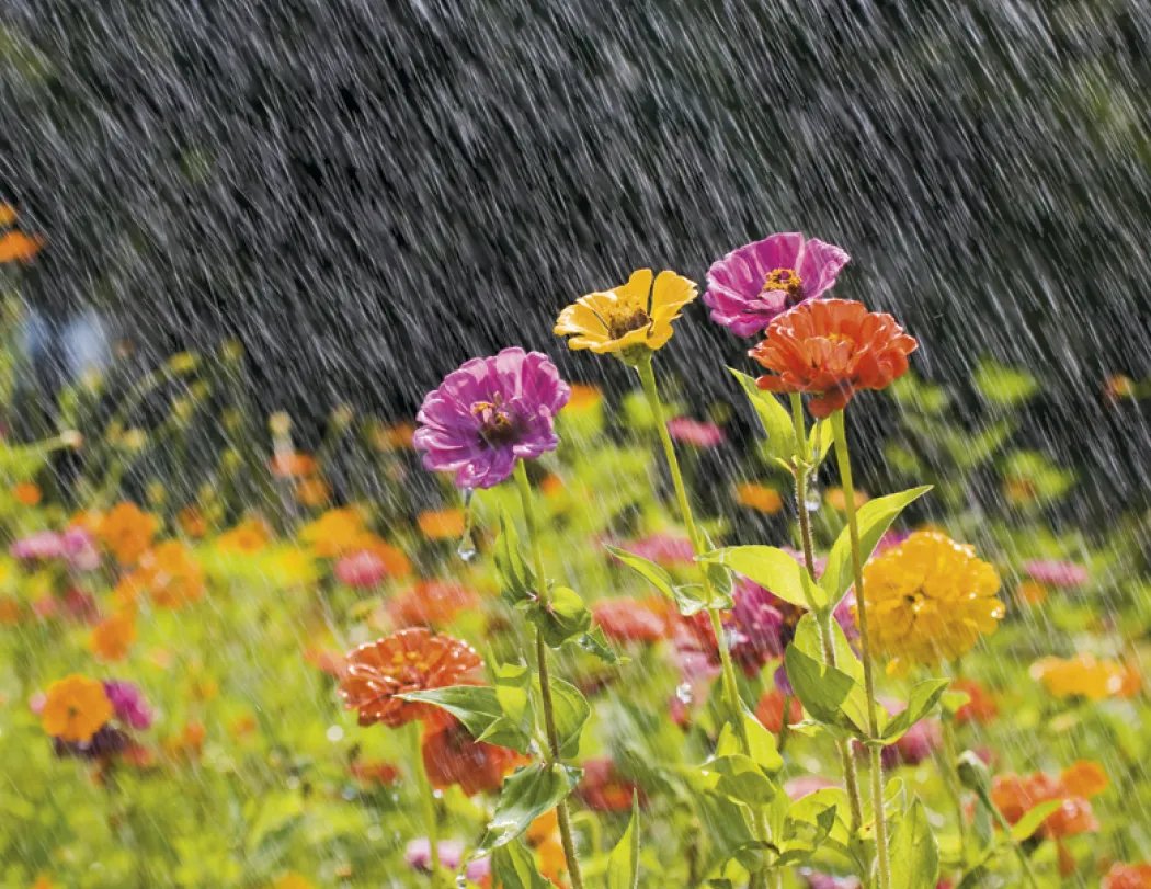 Weather Almanac Wall Calendar Phenomena FSC - 19 x 11 in - product view 10