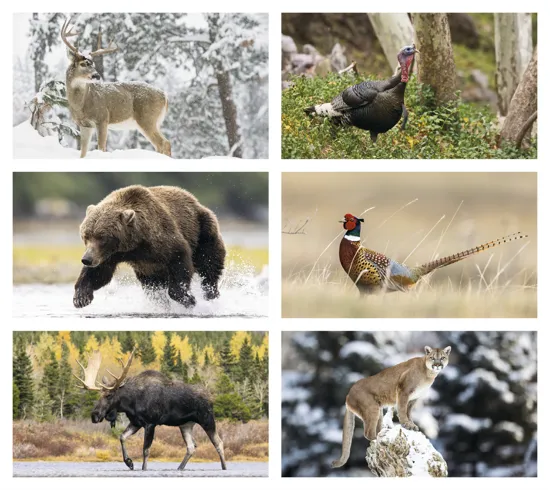 Wildlife Photography Wall Calendar Nature FSC Paper - 23 in