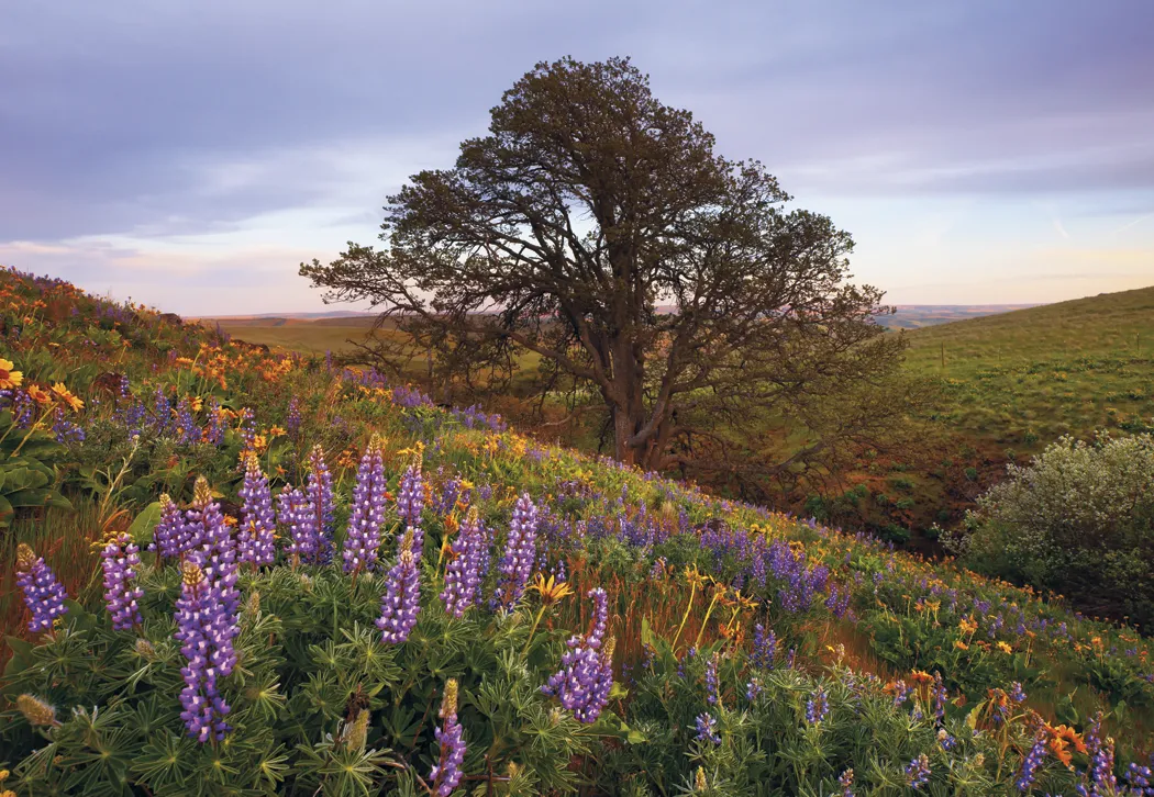 Beautiful America Executive Calendar FSC Paper UV - 24 x 16.5 in - product view 7