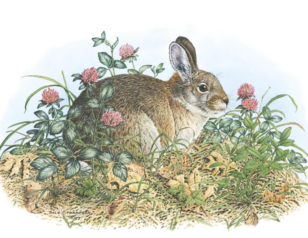 Wildlife Trek Spiral Wall Calendar FSC Paper - 18.5 x 11 in - product view 10