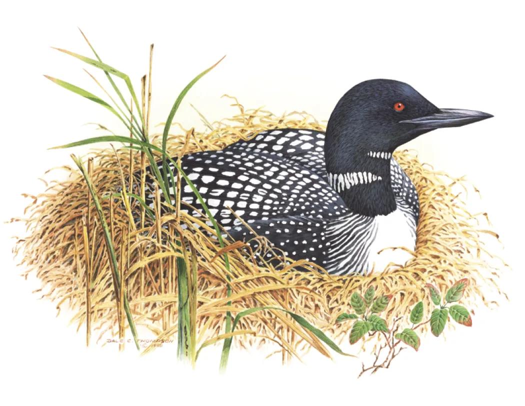 Wildlife Trek Spiral Wall Calendar FSC Paper - 18.5 x 11 in - product view 11