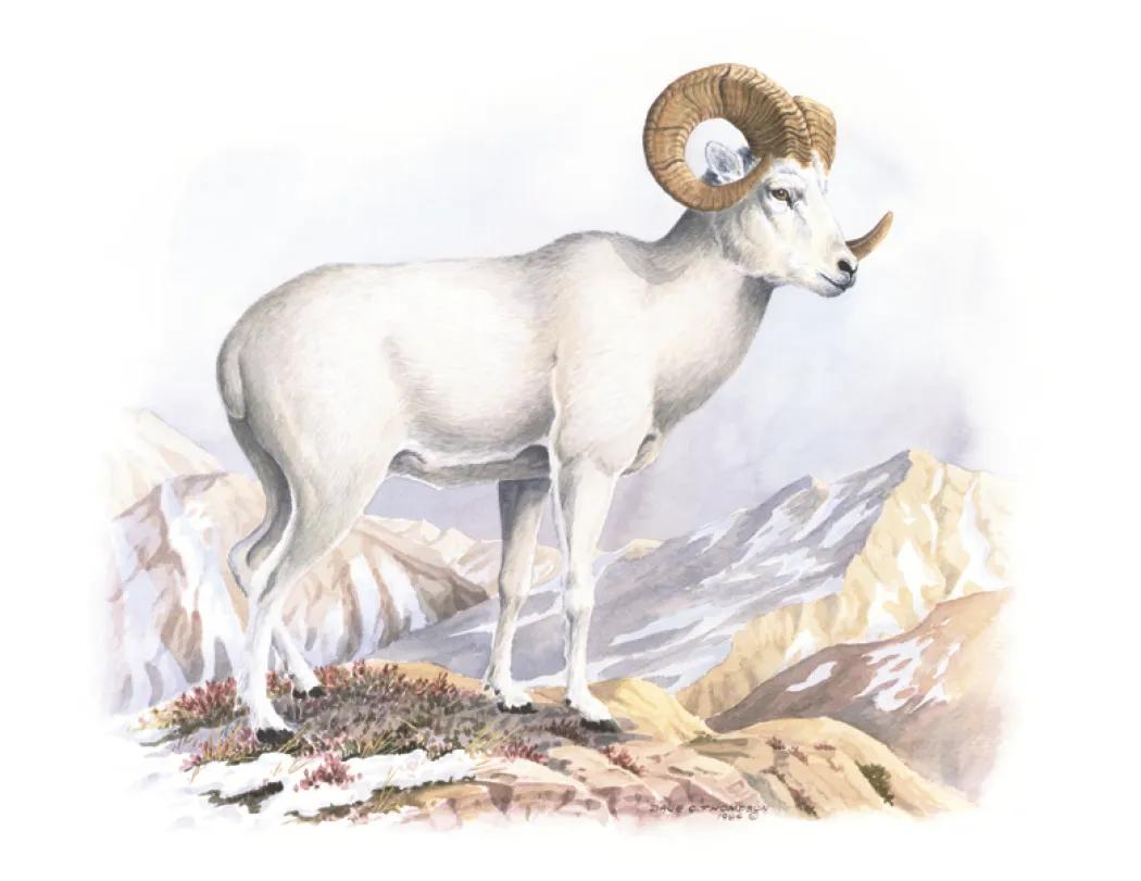 Wildlife Trek Spiral Wall Calendar FSC Paper - 18.5 x 11 in - product view 18